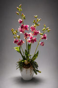 The Dendrobium Orchid