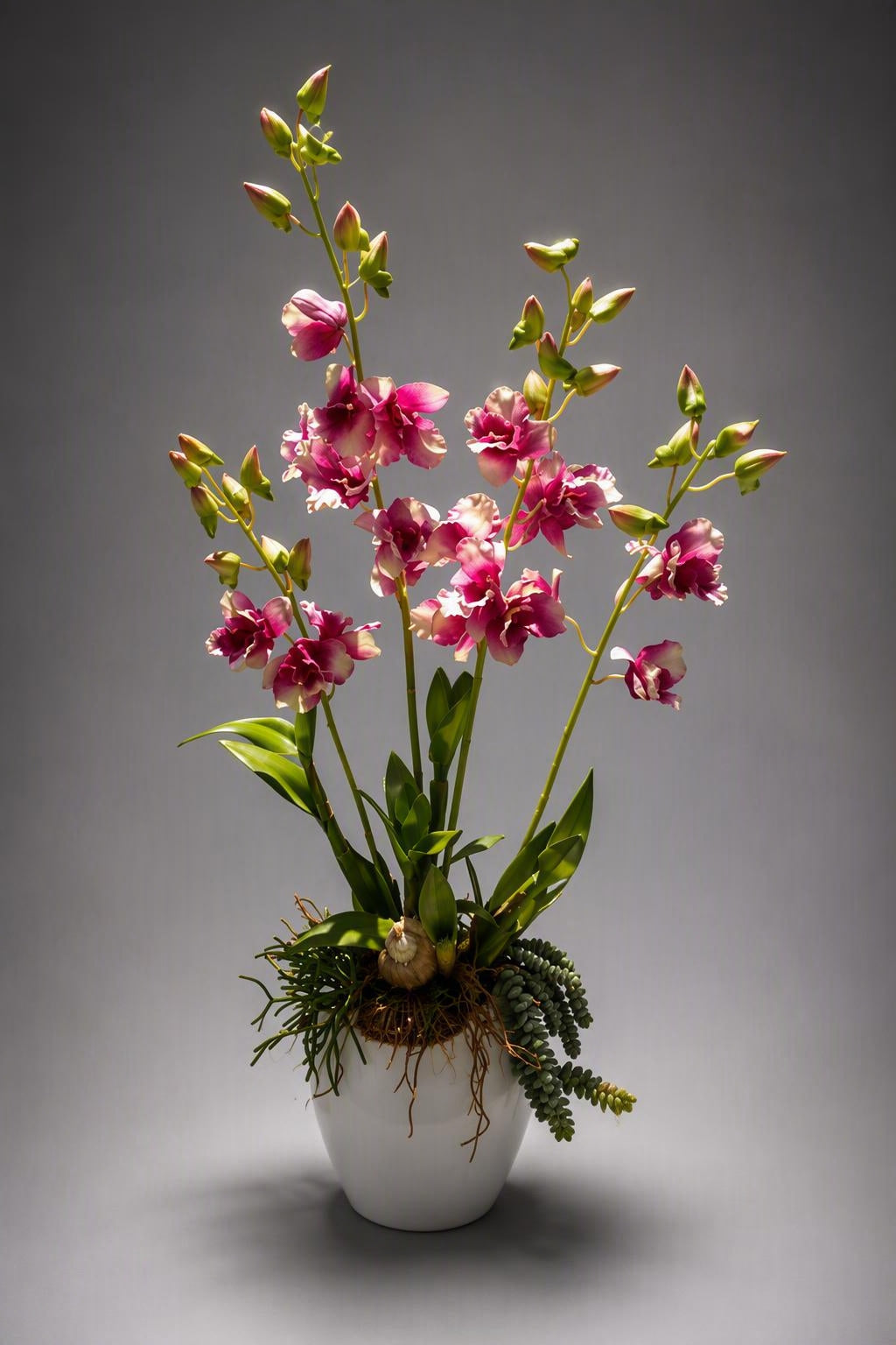 The Dendrobium Orchid