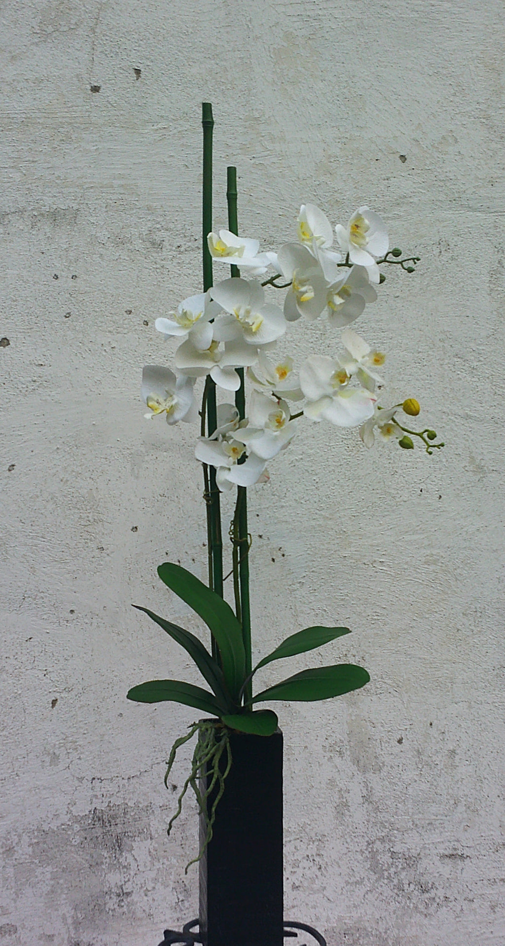 The Orchid Faux