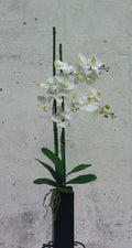 The Orchid Faux