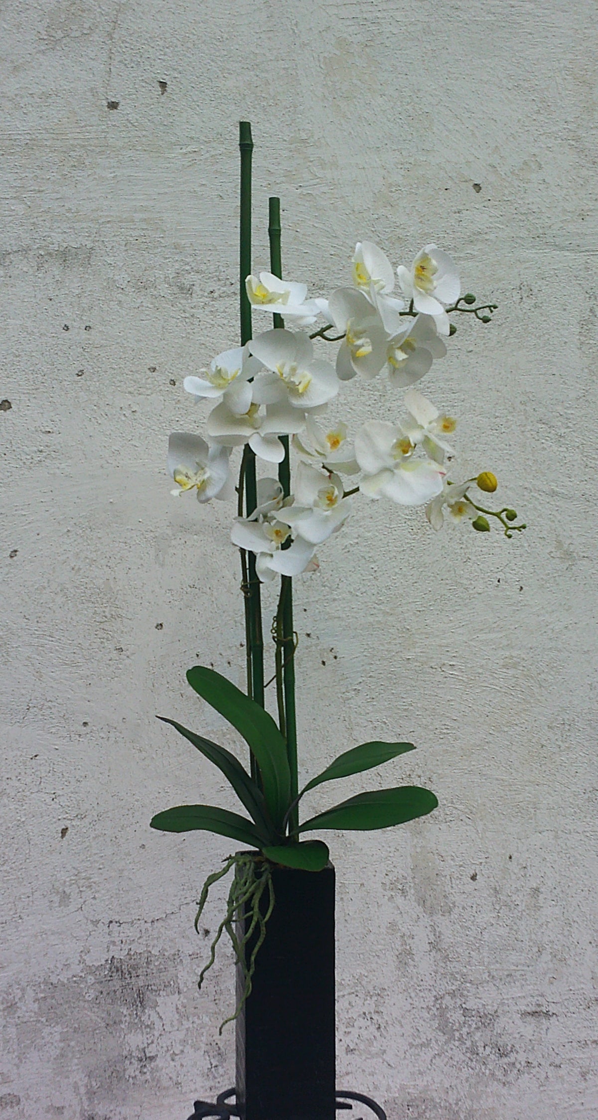 The Orchid Faux